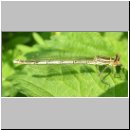 Platycnemis pennipes - Blaue Federlibelle w03.jpg